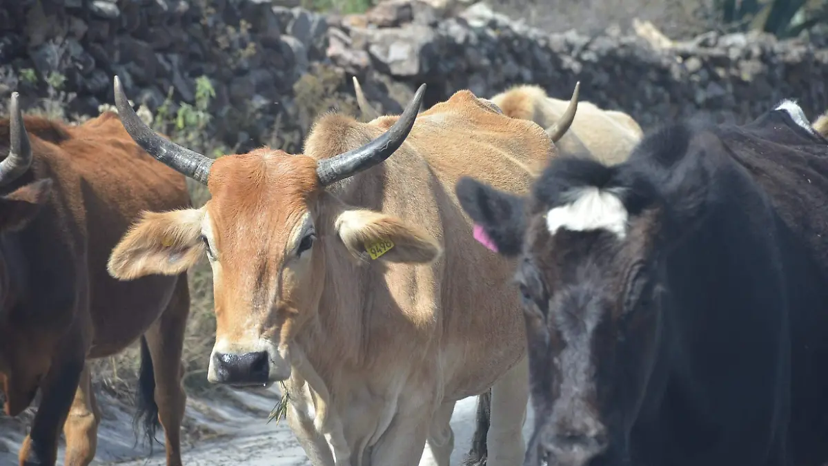 Productores sienten mayor confianza al aretar a sus animales.  foto Luis Luévanos.